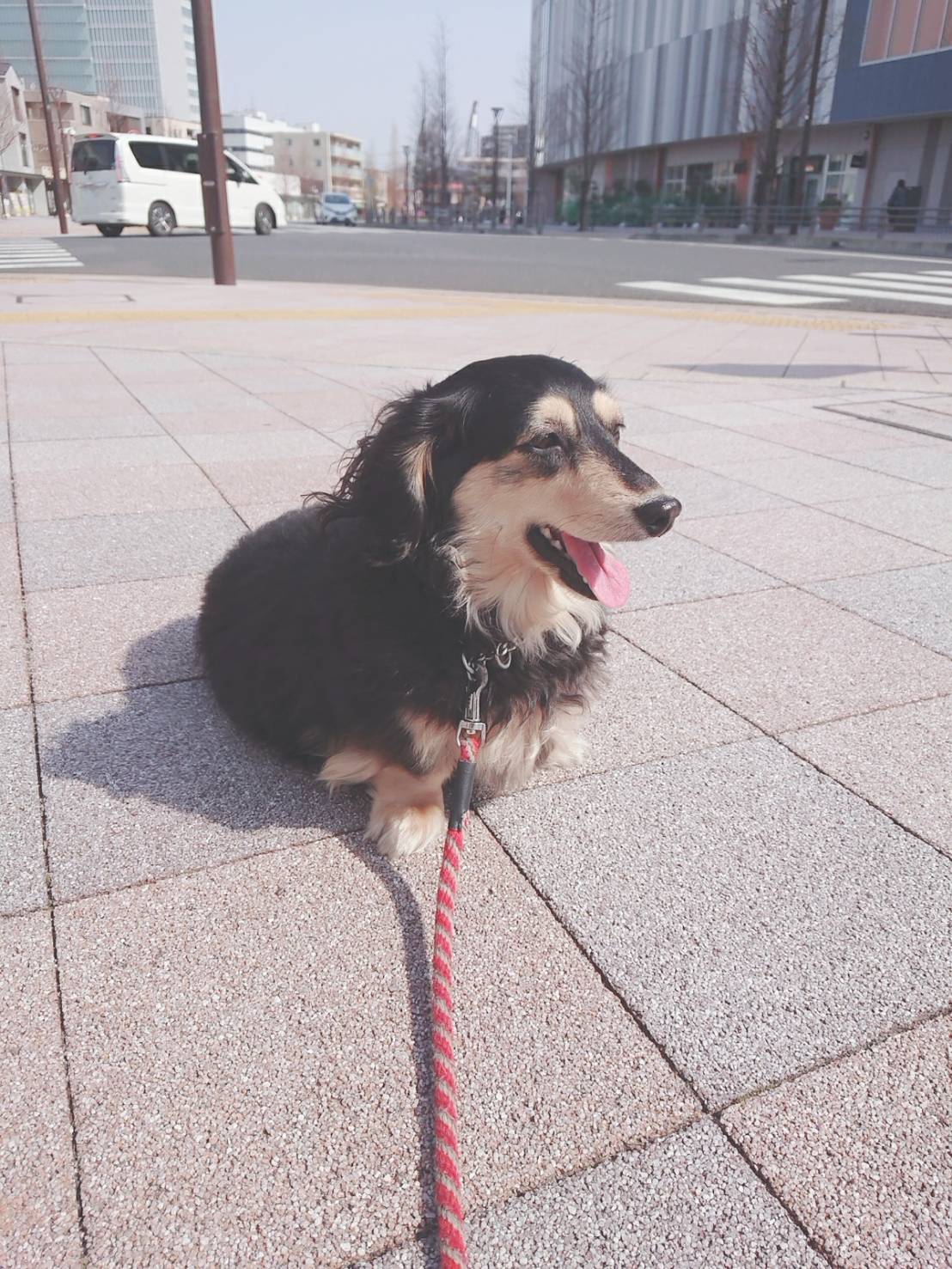 歩かなーい!!