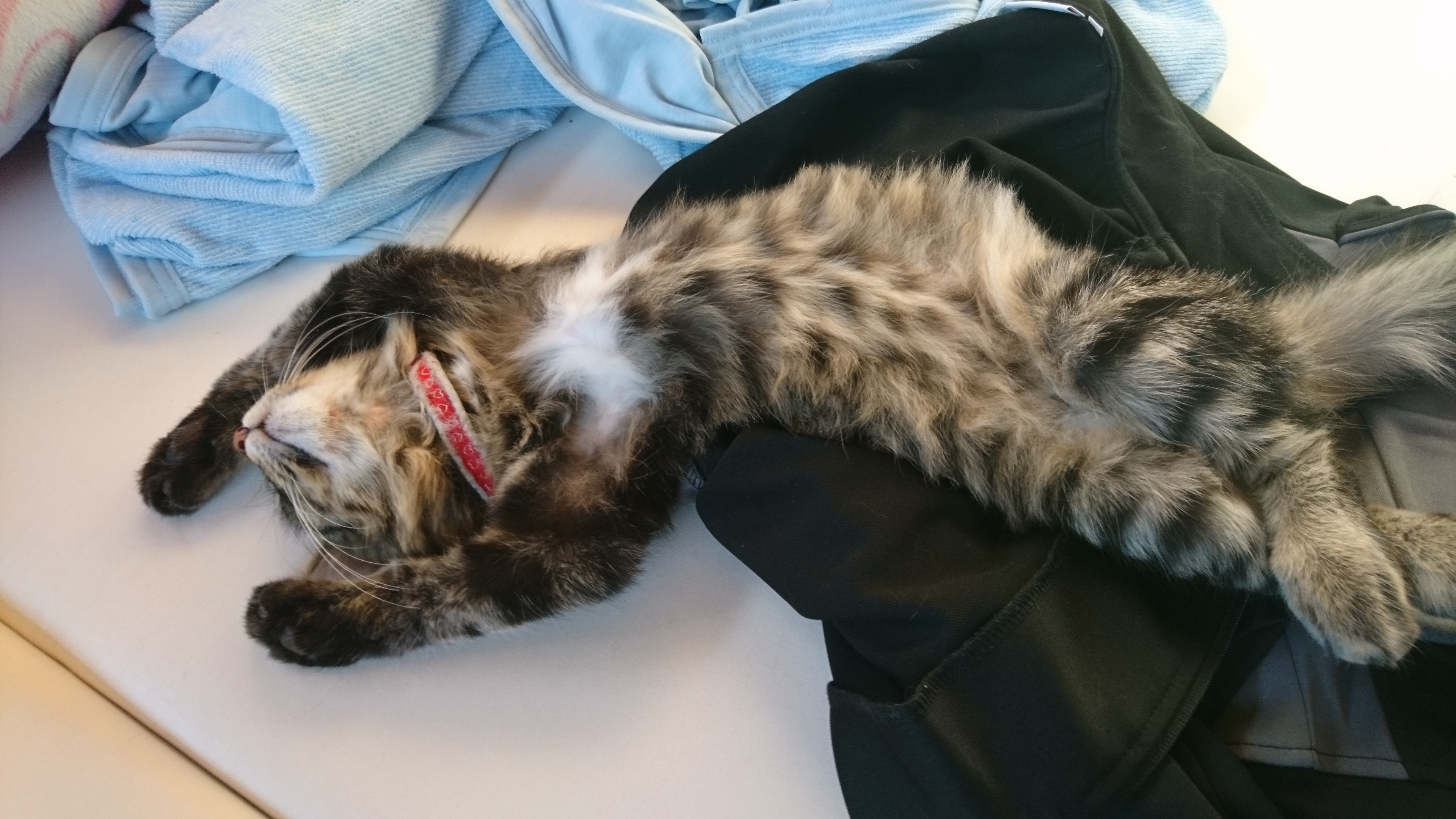 ぐうたら猫