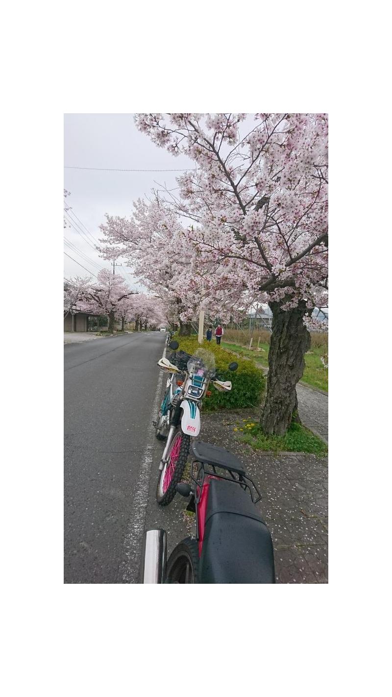 桜見ツーリング　その2　長瀞北桜通り