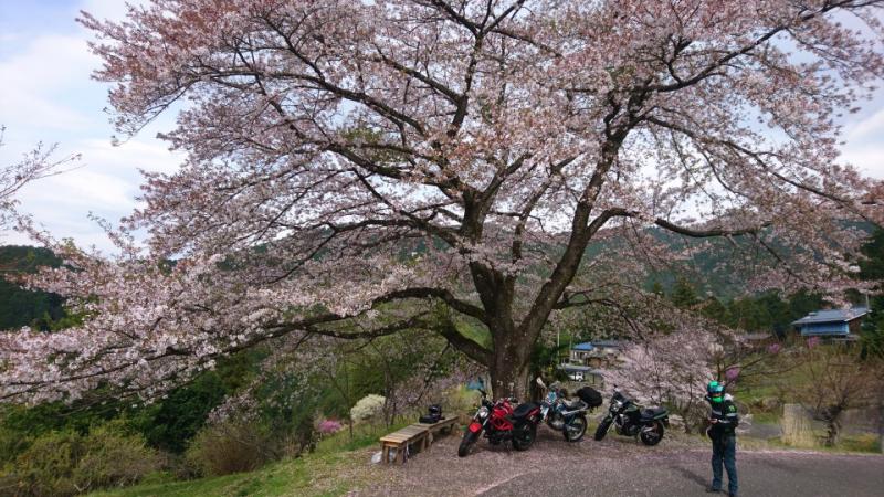 桜見ツーリング その1 八徳一本桜