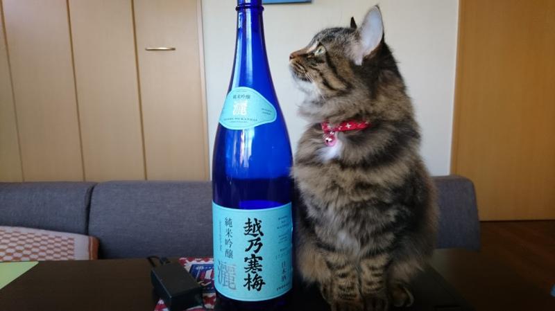 にゃんだこれ?